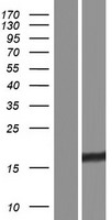 Western blot validation of overexpression lysate (Cat# LY407664) using anti-DDK antibody (Cat# TA50011-100). Left: Cell lysates from un-transfected HEK293T cells; Right: Cell lysates from HEK293T cells transfected with RC205111 using transfection reagent MegaTran 2.0 (Cat# TT210002).