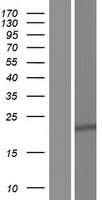 Western blot validation of overexpression lysate (Cat# LY426797) using anti-DDK antibody (Cat# TA50011-100). Left: Cell lysates from un-transfected HEK293T cells; Right: Cell lysates from HEK293T cells transfected with RC225140 using transfection reagent MegaTran 2.0 (Cat# TT210002).