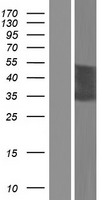 Western blot validation of overexpression lysate (Cat# LY421598) using anti-DDK antibody (Cat# TA50011-100). Left: Cell lysates from un-transfected HEK293T cells; Right: Cell lysates from HEK293T cells transfected with RC215539 using transfection reagent MegaTran 2.0 (Cat# TT210002).