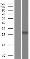 Western blot validation of overexpression lysate (Cat# LY415696) using anti-DDK antibody (Cat# TA50011-100). Left: Cell lysates from un-transfected HEK293T cells; Right: Cell lysates from HEK293T cells transfected with RC201065 using transfection reagent MegaTran 2.0 (Cat# TT210002).