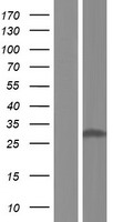 Western blot validation of overexpression lysate (Cat# LY422443) using anti-DDK antibody (Cat# TA50011-100). Left: Cell lysates from un-transfected HEK293T cells; Right: Cell lysates from HEK293T cells transfected with RC222529 using transfection reagent MegaTran 2.0 (Cat# TT210002).