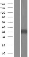 Western blot validation of overexpression lysate (Cat# LY432161) using anti-DDK antibody (Cat# TA50011-100). Left: Cell lysates from un-transfected HEK293T cells; Right: Cell lysates from HEK293T cells transfected with RC229137 using transfection reagent MegaTran 2.0 (Cat# TT210002).