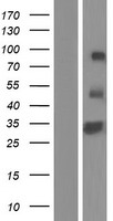 Western blot validation of overexpression lysate (Cat# LY421287) using anti-DDK antibody (Cat# TA50011-100). Left: Cell lysates from un-transfected HEK293T cells; Right: Cell lysates from HEK293T cells transfected with RC213910 using transfection reagent MegaTran 2.0 (Cat# TT210002).