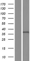 Western blot validation of overexpression lysate (Cat# LY406441) using anti-DDK antibody (Cat# TA50011-100). Left: Cell lysates from un-transfected HEK293T cells; Right: Cell lysates from HEK293T cells transfected with RC213775 using transfection reagent MegaTran 2.0 (Cat# TT210002).