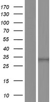 Western blot validation of overexpression lysate (Cat# LY423440) using anti-DDK antibody (Cat# TA50011-100). Left: Cell lysates from un-transfected HEK293T cells; Right: Cell lysates from HEK293T cells transfected with RC211350 using transfection reagent MegaTran 2.0 (Cat# TT210002).