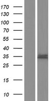 Western blot validation of overexpression lysate (Cat# LY432859) using anti-DDK antibody (Cat# TA50011-100). Left: Cell lysates from un-transfected HEK293T cells; Right: Cell lysates from HEK293T cells transfected with RC229859 using transfection reagent MegaTran 2.0 (Cat# TT210002).