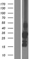 Western blot validation of overexpression lysate (Cat# LY417482) using anti-DDK antibody (Cat# TA50011-100). Left: Cell lysates from un-transfected HEK293T cells; Right: Cell lysates from HEK293T cells transfected with RC211311 using transfection reagent MegaTran 2.0 (Cat# TT210002).