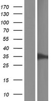 Western blot validation of overexpression lysate (Cat# LY432783) using anti-DDK antibody (Cat# TA50011-100). Left: Cell lysates from un-transfected HEK293T cells; Right: Cell lysates from HEK293T cells transfected with RC229783 using transfection reagent MegaTran 2.0 (Cat# TT210002).