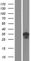 Western blot validation of overexpression lysate (Cat# LY427801) using anti-DDK antibody (Cat# TA50011-100). Left: Cell lysates from un-transfected HEK293T cells; Right: Cell lysates from HEK293T cells transfected with RC227679 using transfection reagent MegaTran 2.0 (Cat# TT210002).