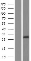 Western blot validation of overexpression lysate (Cat# LY410687) using anti-DDK antibody (Cat# TA50011-100). Left: Cell lysates from un-transfected HEK293T cells; Right: Cell lysates from HEK293T cells transfected with RC223903 using transfection reagent MegaTran 2.0 (Cat# TT210002).