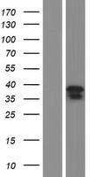 Western blot validation of overexpression lysate (Cat# LY410311) using anti-DDK antibody (Cat# TA50011-100). Left: Cell lysates from un-transfected HEK293T cells; Right: Cell lysates from HEK293T cells transfected with RC210254 using transfection reagent MegaTran 2.0 (Cat# TT210002).