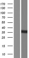 Western blot validation of overexpression lysate (Cat# LY432770) using anti-DDK antibody (Cat# TA50011-100). Left: Cell lysates from un-transfected HEK293T cells; Right: Cell lysates from HEK293T cells transfected with RC229770 using transfection reagent MegaTran 2.0 (Cat# TT210002).