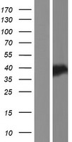 Western blot validation of overexpression lysate (Cat# LY425205) using anti-DDK antibody (Cat# TA50011-100). Left: Cell lysates from un-transfected HEK293T cells; Right: Cell lysates from HEK293T cells transfected with RC227203 using transfection reagent MegaTran 2.0 (Cat# TT210002).