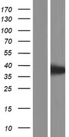 Western blot validation of overexpression lysate (Cat# LY411182) using anti-DDK antibody (Cat# TA50011-100). Left: Cell lysates from un-transfected HEK293T cells; Right: Cell lysates from HEK293T cells transfected with RC215518 using transfection reagent MegaTran 2.0 (Cat# TT210002).