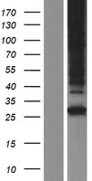 Western blot validation of overexpression lysate (Cat# LY427999) using anti-DDK antibody (Cat# TA50011-100). Left: Cell lysates from un-transfected HEK293T cells; Right: Cell lysates from HEK293T cells transfected with RC227903 using transfection reagent MegaTran 2.0 (Cat# TT210002).
