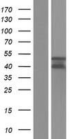 Western blot validation of overexpression lysate (Cat# LY432188) using anti-DDK antibody (Cat# TA50011-100). Left: Cell lysates from un-transfected HEK293T cells; Right: Cell lysates from HEK293T cells transfected with RC229164 using transfection reagent MegaTran 2.0 (Cat# TT210002).
