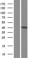 Western blot validation of overexpression lysate (Cat# LY426414) using anti-DDK antibody (Cat# TA50011-100). Left: Cell lysates from un-transfected HEK293T cells; Right: Cell lysates from HEK293T cells transfected with RC225536 using transfection reagent MegaTran 2.0 (Cat# TT210002).