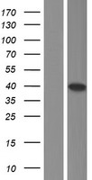 Western blot validation of overexpression lysate (Cat# LY418497) using anti-DDK antibody (Cat# TA50011-100). Left: Cell lysates from un-transfected HEK293T cells; Right: Cell lysates from HEK293T cells transfected with RC214673 using transfection reagent MegaTran 2.0 (Cat# TT210002).