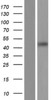 Western blot validation of overexpression lysate (Cat# LY406172) using anti-DDK antibody (Cat# TA50011-100). Left: Cell lysates from un-transfected HEK293T cells; Right: Cell lysates from HEK293T cells transfected with RC222612 using transfection reagent MegaTran 2.0 (Cat# TT210002).