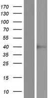 Western blot validation of overexpression lysate (Cat# LY409013) using anti-DDK antibody (Cat# TA50011-100). Left: Cell lysates from un-transfected HEK293T cells; Right: Cell lysates from HEK293T cells transfected with RC206125 using transfection reagent MegaTran 2.0 (Cat# TT210002).