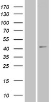 Western blot validation of overexpression lysate (Cat# LY403476) using anti-DDK antibody (Cat# TA50011-100). Left: Cell lysates from un-transfected HEK293T cells; Right: Cell lysates from HEK293T cells transfected with RC206771 using transfection reagent MegaTran 2.0 (Cat# TT210002).