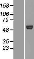 Western blot validation of overexpression lysate (Cat# LY409886) using anti-DDK antibody (Cat# TA50011-100). Left: Cell lysates from un-transfected HEK293T cells; Right: Cell lysates from HEK293T cells transfected with RC216088 using transfection reagent MegaTran 2.0 (Cat# TT210002).
