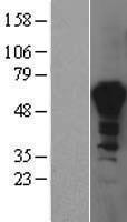 Western validation with an anti-DDK antibody; L: Control HEK293 lysate R: Over-expression lysate