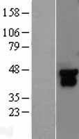 Western blot validation of overexpression lysate (Cat# LY401058) using anti-DDK antibody (Cat# TA50011-100). Left: Cell lysates from un-transfected HEK293T cells; Right: Cell lysates from HEK293T cells transfected with RC206051 using transfection reagent MegaTran 2.0 (Cat# TT210002).