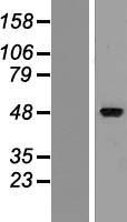 Western blot validation of overexpression lysate (Cat# LY422512) using anti-DDK antibody (Cat# TA50011-100). Left: Cell lysates from un-transfected HEK293T cells; Right: Cell lysates from HEK293T cells transfected with RC222812 using transfection reagent MegaTran 2.0 (Cat# TT210002).