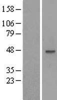Western blot validation of overexpression lysate (Cat# LY415243) using anti-DDK antibody (Cat# TA50011-100). Left: Cell lysates from un-transfected HEK293T cells; Right: Cell lysates from HEK293T cells transfected with RC202099 using transfection reagent MegaTran 2.0 (Cat# TT210002).