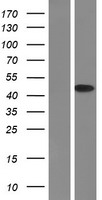 Western blot validation of overexpression lysate (Cat# LY412432) using anti-DDK antibody (Cat# TA50011-100). Left: Cell lysates from un-transfected HEK293T cells; Right: Cell lysates from HEK293T cells transfected with RC200711 using transfection reagent MegaTran 2.0 (Cat# TT210002).