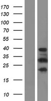 Western blot validation of overexpression lysate (Cat# LY413845) using anti-DDK antibody (Cat# TA50011-100). Left: Cell lysates from un-transfected HEK293T cells; Right: Cell lysates from HEK293T cells transfected with RC216256 using transfection reagent MegaTran 2.0 (Cat# TT210002).