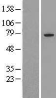 Western blot validation of overexpression lysate (Cat# LY421501) using anti-DDK antibody (Cat# TA50011-100). Left: Cell lysates from un-transfected HEK293T cells; Right: Cell lysates from HEK293T cells transfected with RC224869 using transfection reagent MegaTran 2.0 (Cat# TT210002).