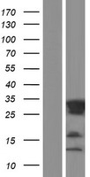 Western blot validation of overexpression lysate (Cat# LY409884) using anti-DDK antibody (Cat# TA50011-100). Left: Cell lysates from un-transfected HEK293T cells; Right: Cell lysates from HEK293T cells transfected with RC201409 using transfection reagent MegaTran 2.0 (Cat# TT210002).