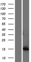 Western blot validation of overexpression lysate (Cat# LY423503) using anti-DDK antibody (Cat# TA50011-100). Left: Cell lysates from un-transfected HEK293T cells; Right: Cell lysates from HEK293T cells transfected with RC214457 using transfection reagent MegaTran 2.0 (Cat# TT210002).