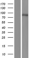 Western blot validation of overexpression lysate (Cat# LY414514) using anti-DDK antibody (Cat# TA50011-100). Left: Cell lysates from un-transfected HEK293T cells; Right: Cell lysates from HEK293T cells transfected with RC221577 using transfection reagent MegaTran 2.0 (Cat# TT210002).