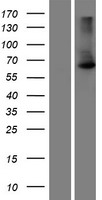 Western blot validation of overexpression lysate (Cat# LY414626) using anti-DDK antibody (Cat# TA50011-100). Left: Cell lysates from un-transfected HEK293T cells; Right: Cell lysates from HEK293T cells transfected with RC213307 using transfection reagent MegaTran 2.0 (Cat# TT210002).
