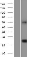 Western blot validation of overexpression lysate (Cat# LY413389) using anti-DDK antibody (Cat# TA50011-100). Left: Cell lysates from un-transfected HEK293T cells; Right: Cell lysates from HEK293T cells transfected with RC208042 using transfection reagent MegaTran 2.0 (Cat# TT210002).