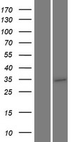 Western blot validation of overexpression lysate (Cat# LY431284) using anti-DDK antibody (Cat# TA50011-100). Left: Cell lysates from un-transfected HEK293T cells; Right: Cell lysates from HEK293T cells transfected with RC228256 using transfection reagent MegaTran 2.0 (Cat# TT210002).