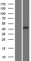 Western blot validation of overexpression lysate (Cat# LY411125) using anti-DDK antibody (Cat# TA50011-100). Left: Cell lysates from un-transfected HEK293T cells; Right: Cell lysates from HEK293T cells transfected with RC224255 using transfection reagent MegaTran 2.0 (Cat# TT210002).