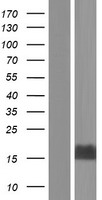 Western blot validation of overexpression lysate (Cat# LY422698) using anti-DDK antibody (Cat# TA50011-100). Left: Cell lysates from un-transfected HEK293T cells; Right: Cell lysates from HEK293T cells transfected with RC217513 using transfection reagent MegaTran 2.0 (Cat# TT210002).
