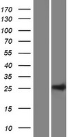 Western blot validation of overexpression lysate (Cat# LY410991) using anti-DDK antibody (Cat# TA50011-100). Left: Cell lysates from un-transfected HEK293T cells; Right: Cell lysates from HEK293T cells transfected with RC222468 using transfection reagent MegaTran 2.0 (Cat# TT210002).