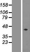 Western blot validation of overexpression lysate (Cat# LY405956) using anti-DDK antibody (Cat# TA50011-100). Left: Cell lysates from un-transfected HEK293T cells; Right: Cell lysates from HEK293T cells transfected with RC214191 using transfection reagent MegaTran 2.0 (Cat# TT210002).