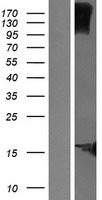 Western blot validation of overexpression lysate (Cat# LY406321) using anti-DDK antibody (Cat# TA50011-100). Left: Cell lysates from un-transfected HEK293T cells; Right: Cell lysates from HEK293T cells transfected with RC208887 using transfection reagent MegaTran 2.0 (Cat# TT210002).