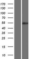 Western blot validation of overexpression lysate (Cat# LY411870) using anti-DDK antibody (Cat# TA50011-100). Left: Cell lysates from un-transfected HEK293T cells; Right: Cell lysates from HEK293T cells transfected with RC207072 using transfection reagent MegaTran 2.0 (Cat# TT210002).