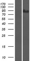 Western blot validation of overexpression lysate (Cat# LY412728) using anti-DDK antibody (Cat# TA50011-100). Left: Cell lysates from un-transfected HEK293T cells; Right: Cell lysates from HEK293T cells transfected with RC207690 using transfection reagent MegaTran 2.0 (Cat# TT210002).