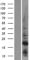 Western blot validation of overexpression lysate (Cat# LY405091) using anti-DDK antibody (Cat# TA50011-100). Left: Cell lysates from un-transfected HEK293T cells; Right: Cell lysates from HEK293T cells transfected with RC206357 using transfection reagent MegaTran 2.0 (Cat# TT210002).