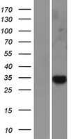 Western blot validation of overexpression lysate (Cat# LY423004) using anti-DDK antibody (Cat# TA50011-100). Left: Cell lysates from un-transfected HEK293T cells; Right: Cell lysates from HEK293T cells transfected with RC213004 using transfection reagent MegaTran 2.0 (Cat# TT210002).