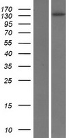 Western blot validation of overexpression lysate (Cat# LY433670) using anti-DDK antibody (Cat# TA50011-100). Left: Cell lysates from un-transfected HEK293T cells; Right: Cell lysates from HEK293T cells transfected with RC230671 using transfection reagent MegaTran 2.0 (Cat# TT210002).