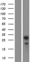 Western blot validation of overexpression lysate (Cat# LY418054) using anti-DDK antibody (Cat# TA50011-100). Left: Cell lysates from un-transfected HEK293T cells; Right: Cell lysates from HEK293T cells transfected with RC220323 using transfection reagent MegaTran 2.0 (Cat# TT210002).